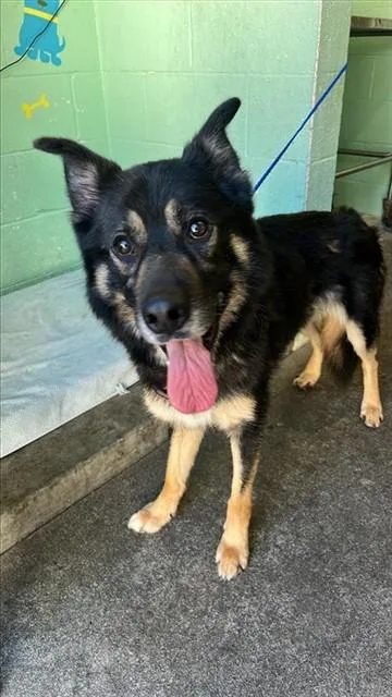 An adult large-sized male German Shepherd Dog dog named Buddy for adoption in Sacramento, CA