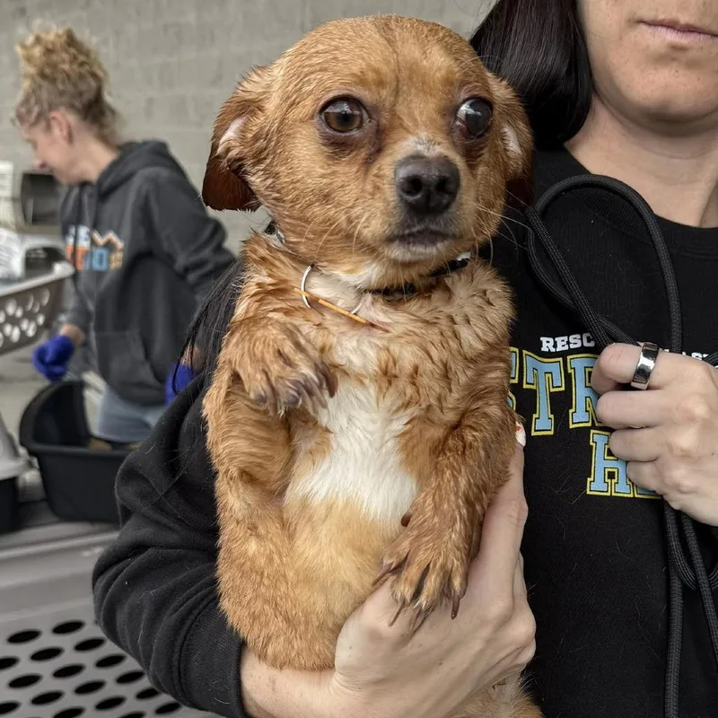 An adult small-sized male Brown / Chocolate Chihuahua dog named Dale for adoption in Bend, OR