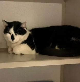 An adult large-sized male Black Domestic Short Hair cat named Bandit for adoption in Mason City, IA