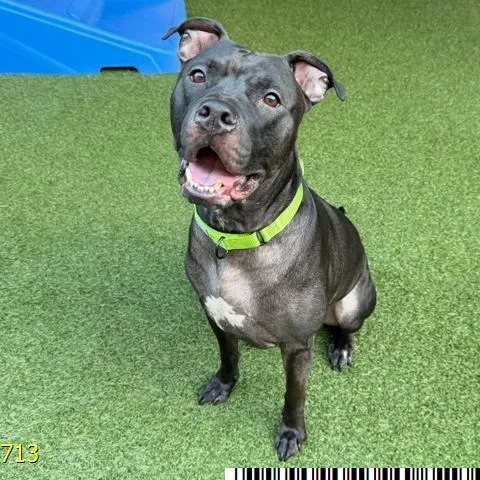 An adult medium-sized male Black American Bulldog dog named Bull for adoption in West Palm Beach, FL