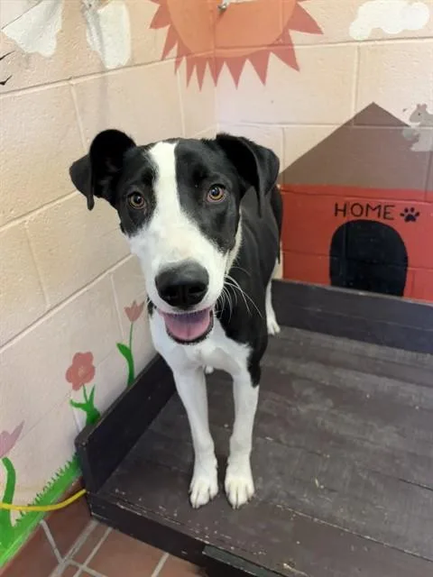 A young large-sized female Great Dane dog named Luna for adoption in Castaic, CA