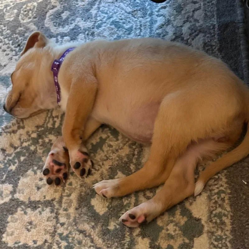 A baby small-sized female Yellow / Tan / Blond / Fawn Mixed Breed dog named Grits for adoption in Buffalo, MN