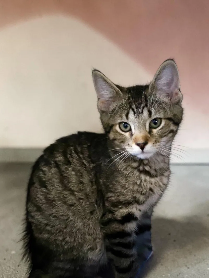 A baby medium-sized male Domestic Short Hair cat named Pico for adoption in Champaign, IL
