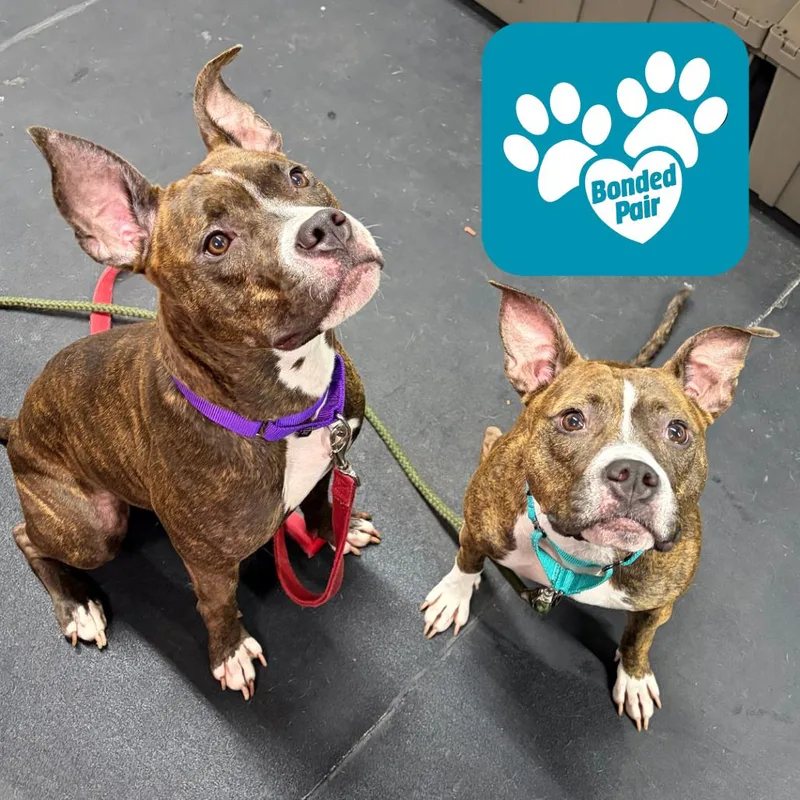 An adult medium-sized female Brindle Mixed Breed dog named Dorothy for adoption in Mentor, OH