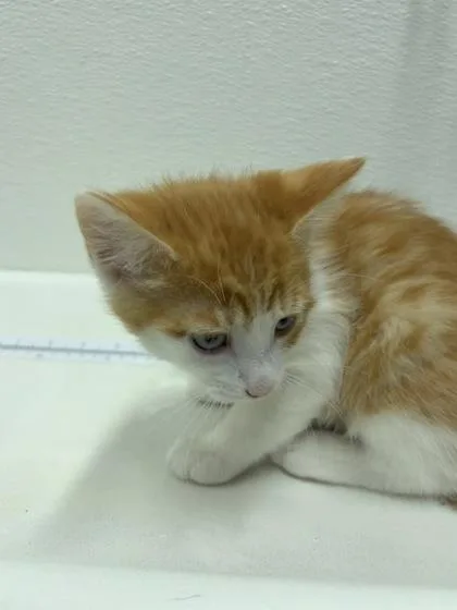 A baby small-sized female Domestic Short Hair cat named Mater for adoption in West Chester, PA