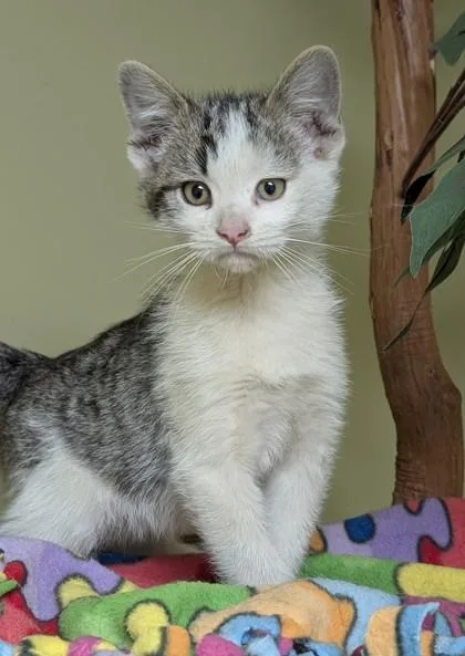 A baby small-sized male Domestic Short Hair cat named Toad for adoption in Hastings, NE