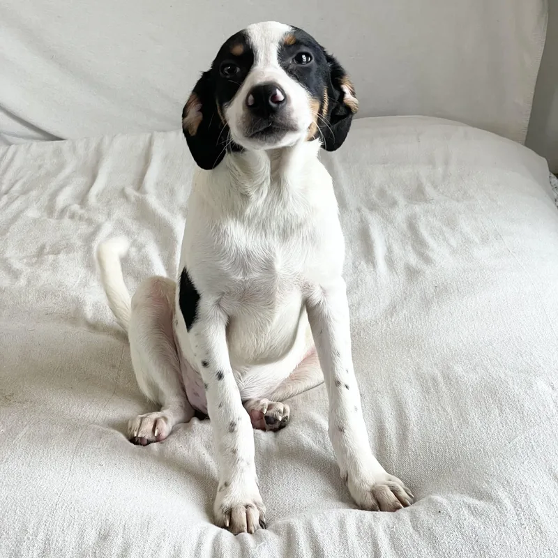 A baby medium-sized male Tricolor (Brown, Black, & White) Beagle dog named Darling Tris for adoption in Burlington, NC