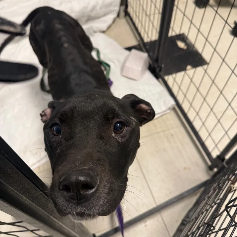An adult medium-sized female Black Pit Bull Terrier dog named Gypsy for adoption in East Saint Louis, IL