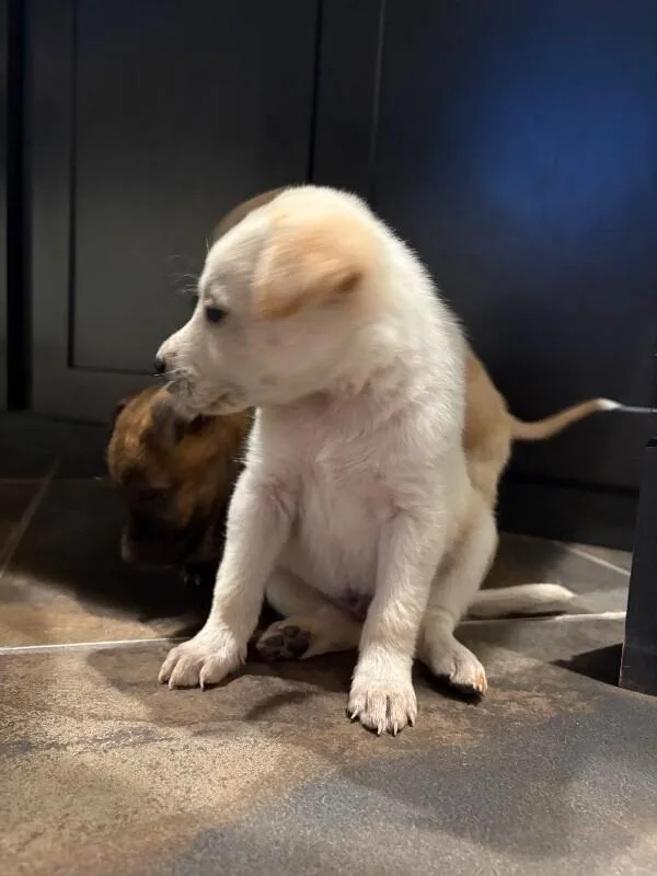 Waylon  Country Litter