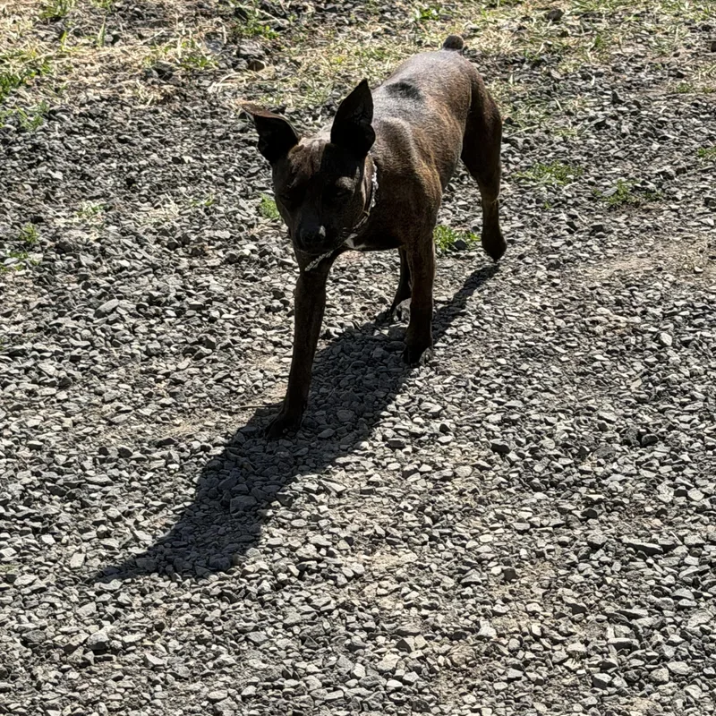 A young small-sized male Brindle Miniature Pinscher dog named Champ for adoption in Plummer, ID
