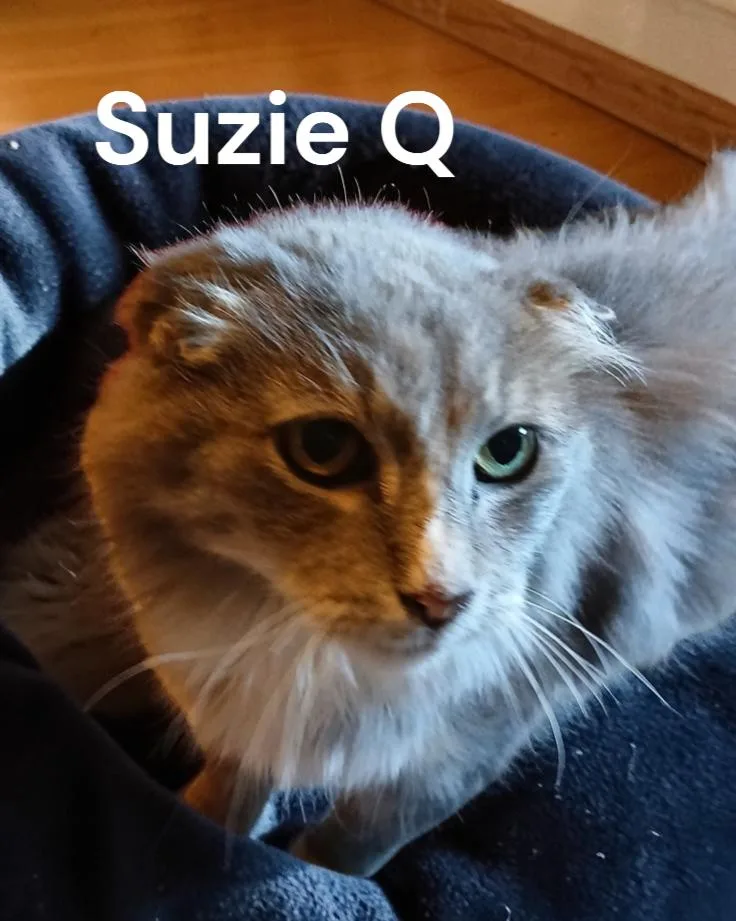 Suzie Q