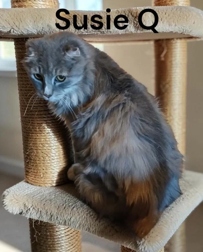 Suzie Q thumbnail 2
