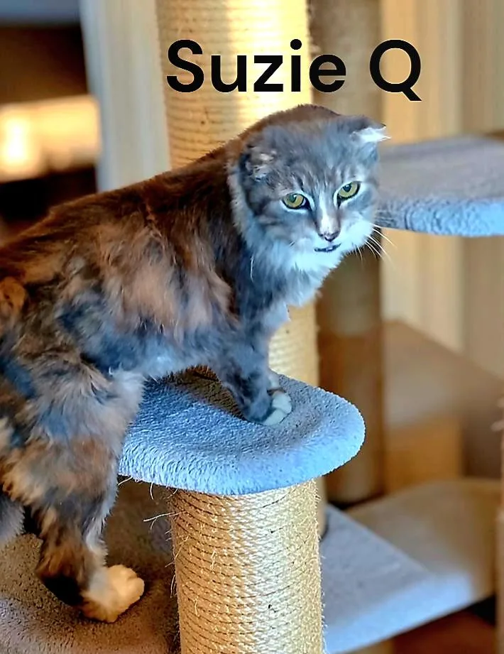 Suzie Q thumbnail 3