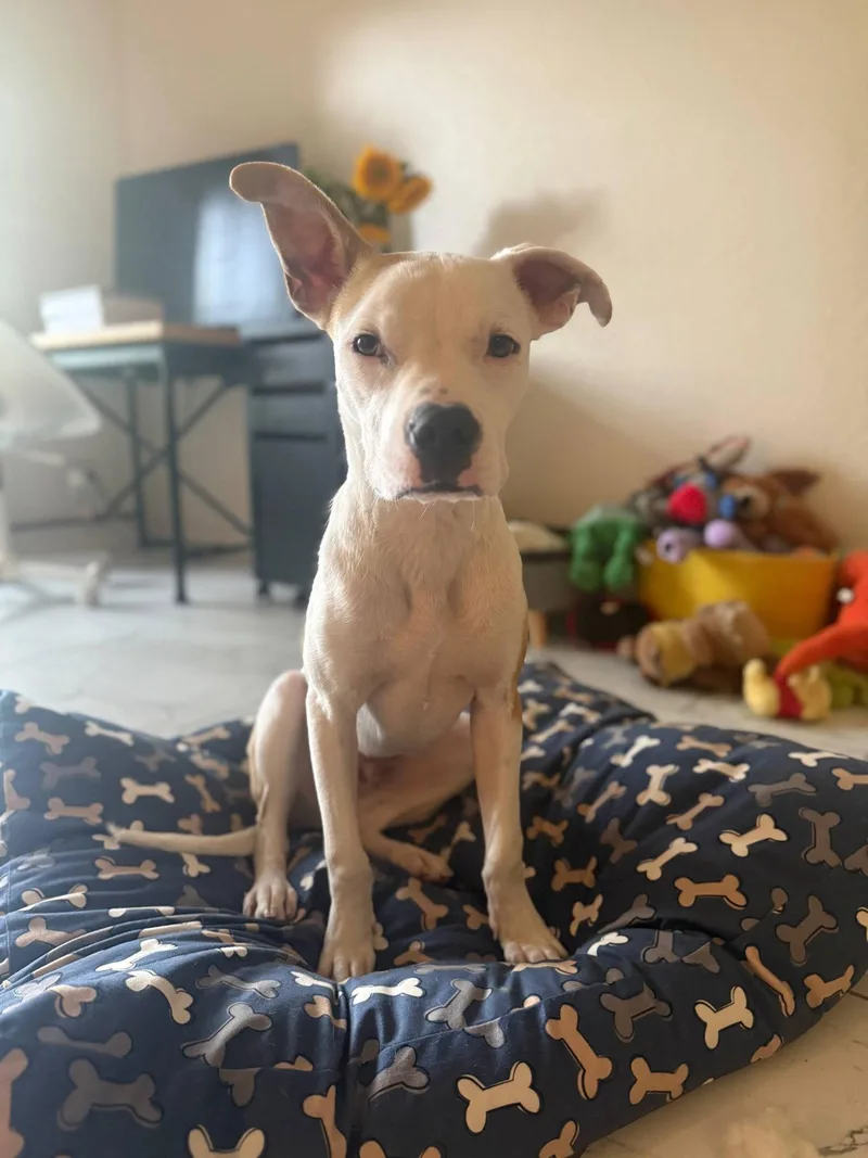 A young medium-sized male Pit Bull Terrier dog named Noor for adoption in Davis, CA