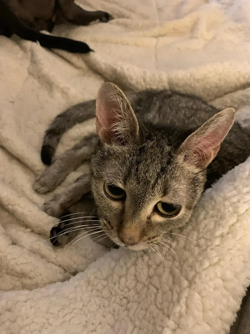 Breezy Tizzy thumbnail 2