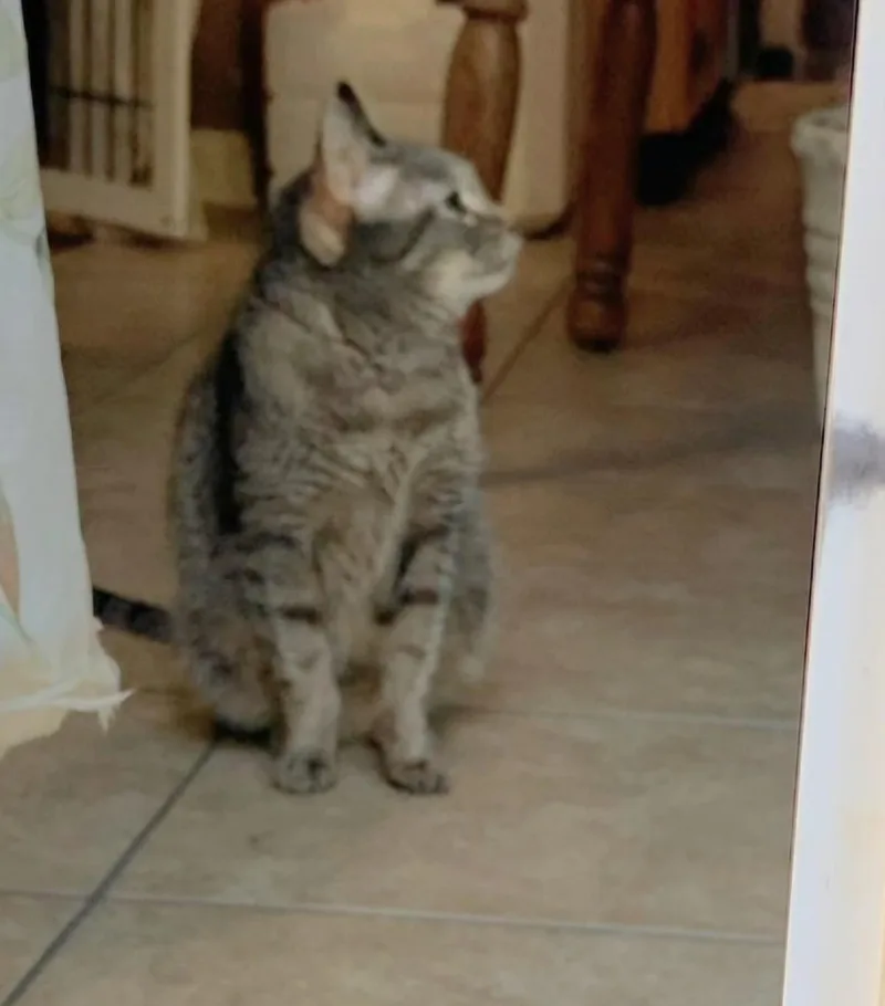 Breezy Tizzy thumbnail 4