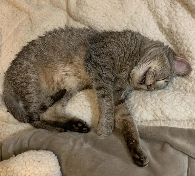 Breezy Tizzy thumbnail 5