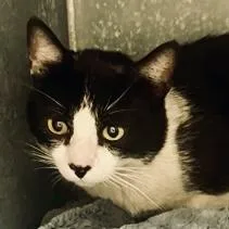 An adult medium-sized male Domestic Short Hair cat named Pablo for adoption in Burlington, WA