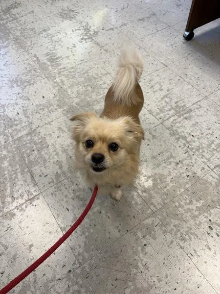 An adult small-sized male Pomeranian dog named Winston for adoption in Salt Lake City, UT