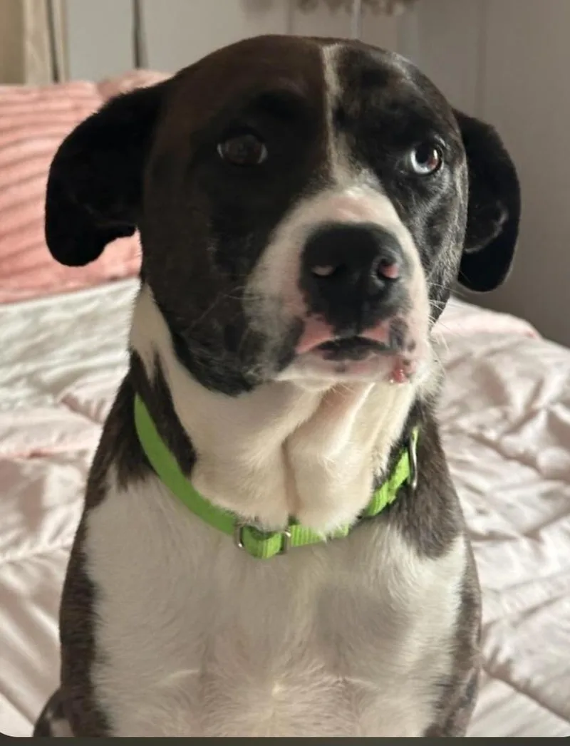 An adult medium-sized male Black Boxer dog named Kendra for adoption in Houston, TX