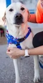 Silk  Nka Charlie thumbnail 2