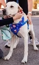 Silk  Nka Charlie thumbnail 3