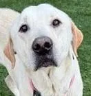 Silk  Nka Charlie thumbnail 4