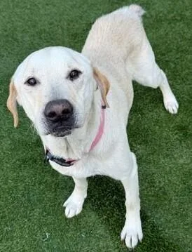 Silk  Nka Charlie thumbnail 5