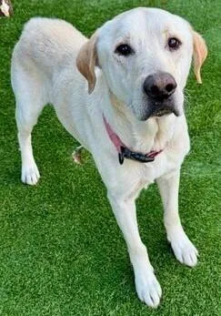 Silk  Nka Charlie thumbnail 6