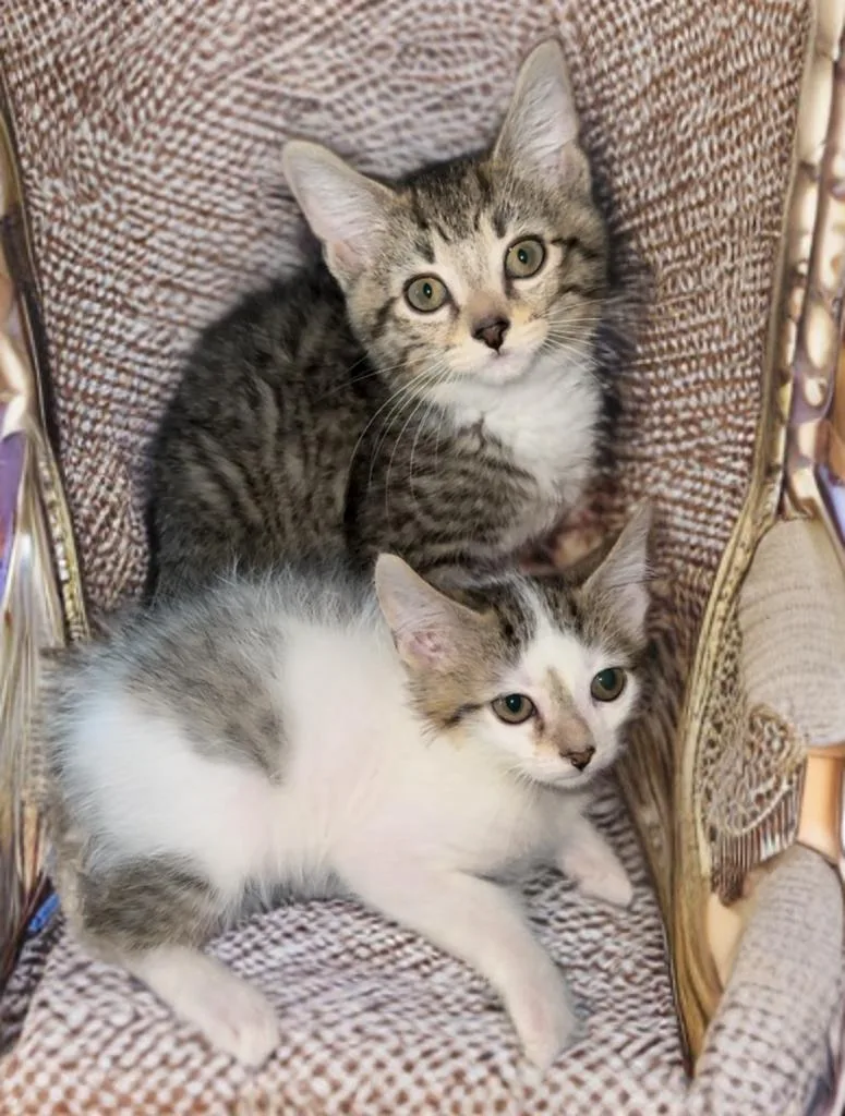 Franklin And Frazier