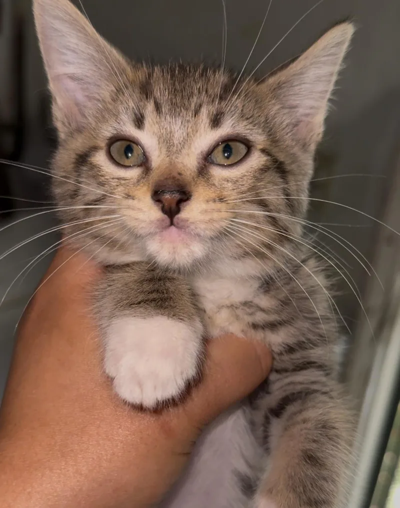 Franklin And Frazier thumbnail 3