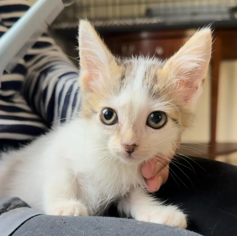 Franklin And Frazier thumbnail 4