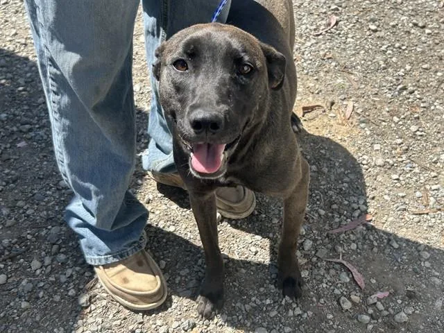A young medium-sized female Belgian Shepherd / Malinois dog named Bean for adoption in Fairfield, CA