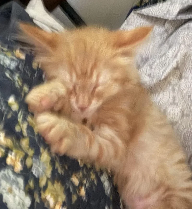 A baby medium-sized female Orange / Red Domestic Long Hair cat named Frieda for adoption in Houghton Lake, MI