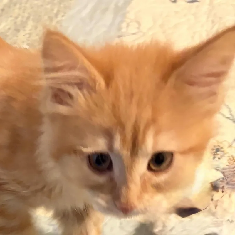 Frieda thumbnail 4