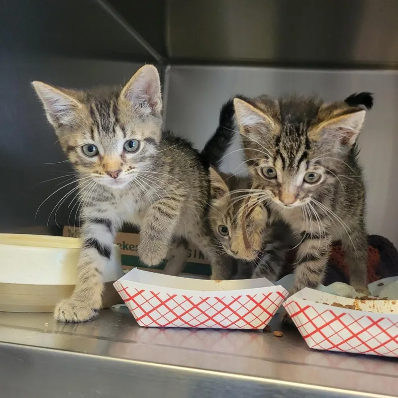 A baby small-sized male Brown / Chocolate Domestic Short Hair cat named Firefighter Supplies for adoption in Westminster, CA