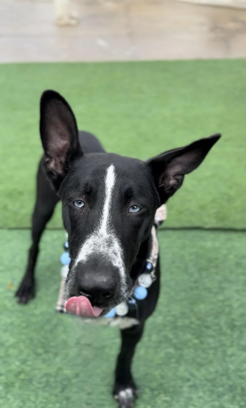 An adult medium-sized male Black German Shepherd Dog dog named Harold The Tripod for adoption in Houston, TX