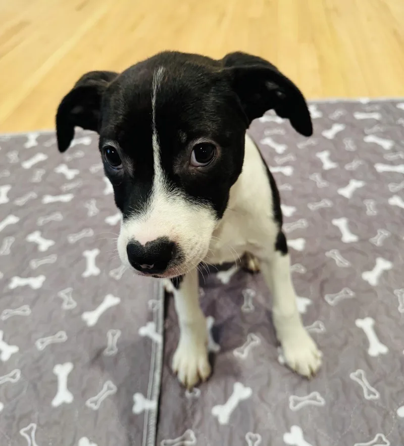 A baby medium-sized female Border Collie dog named Charlotte for adoption in Copiague, NY