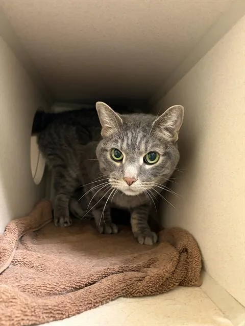 A senior medium-sized male Domestic Short Hair cat named Isaac for adoption in Denver, CO