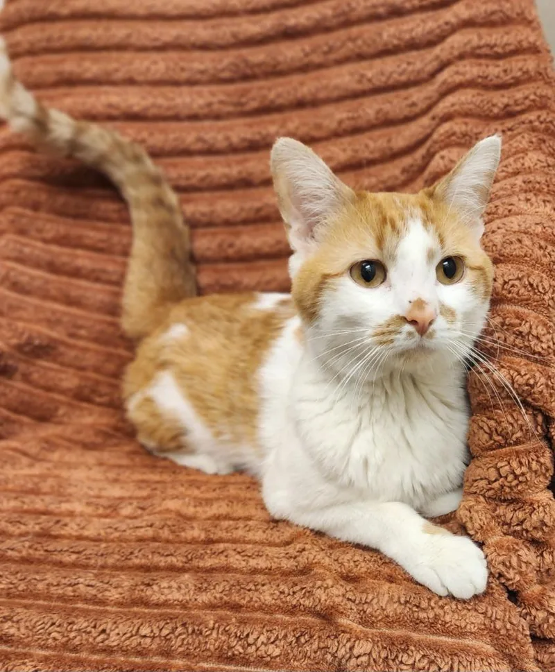 A young medium-sized male Domestic Short Hair cat named Cedar for adoption in Superior, WI