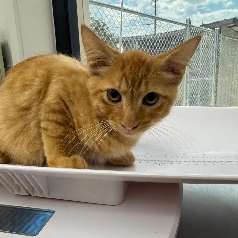 An adult small-sized male Orange / Red Domestic Medium Hair cat named Optimus Prime for adoption in Columbiana, AL