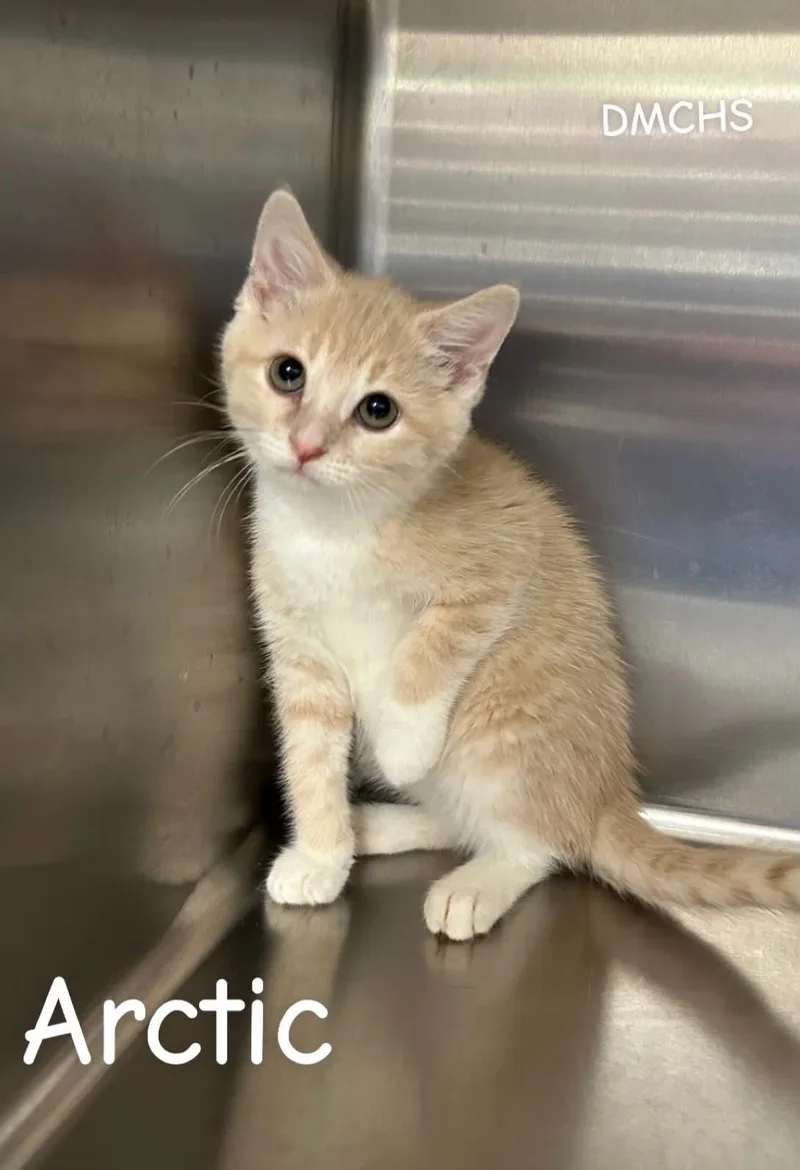 A baby small-sized female Domestic Short Hair cat named Arctic for adoption in Burlington, IA