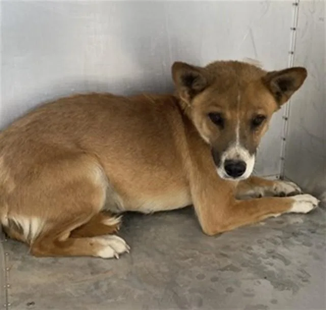 A young medium-sized male German Shepherd Dog dog named Johnny Boy for adoption in Tucson, AZ