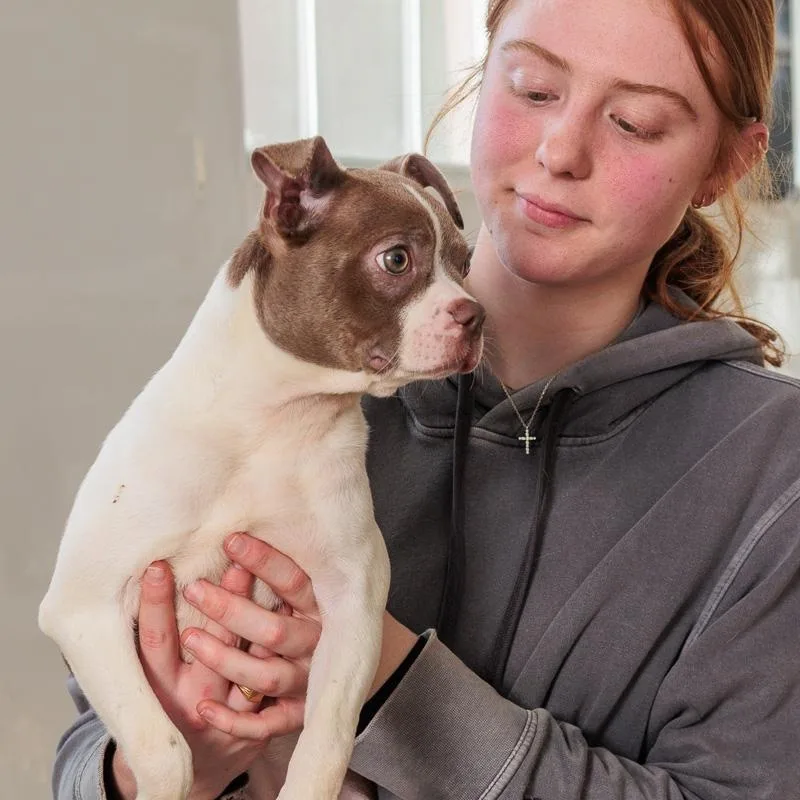 A baby small-sized male Boston Terrier dog named Truman for adoption in Chester Springs, PA