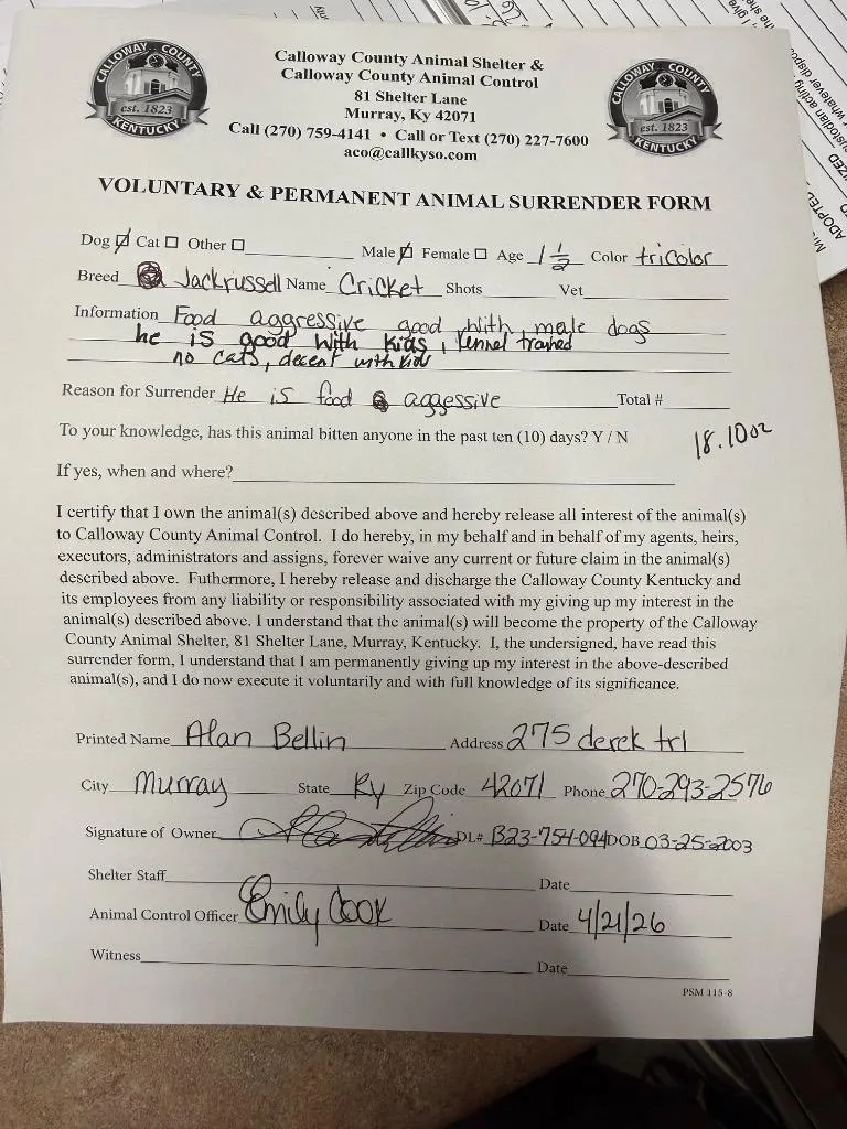 A young medium-sized male Jack Russell Terrier dog named Cricket for adoption in Murray, KY