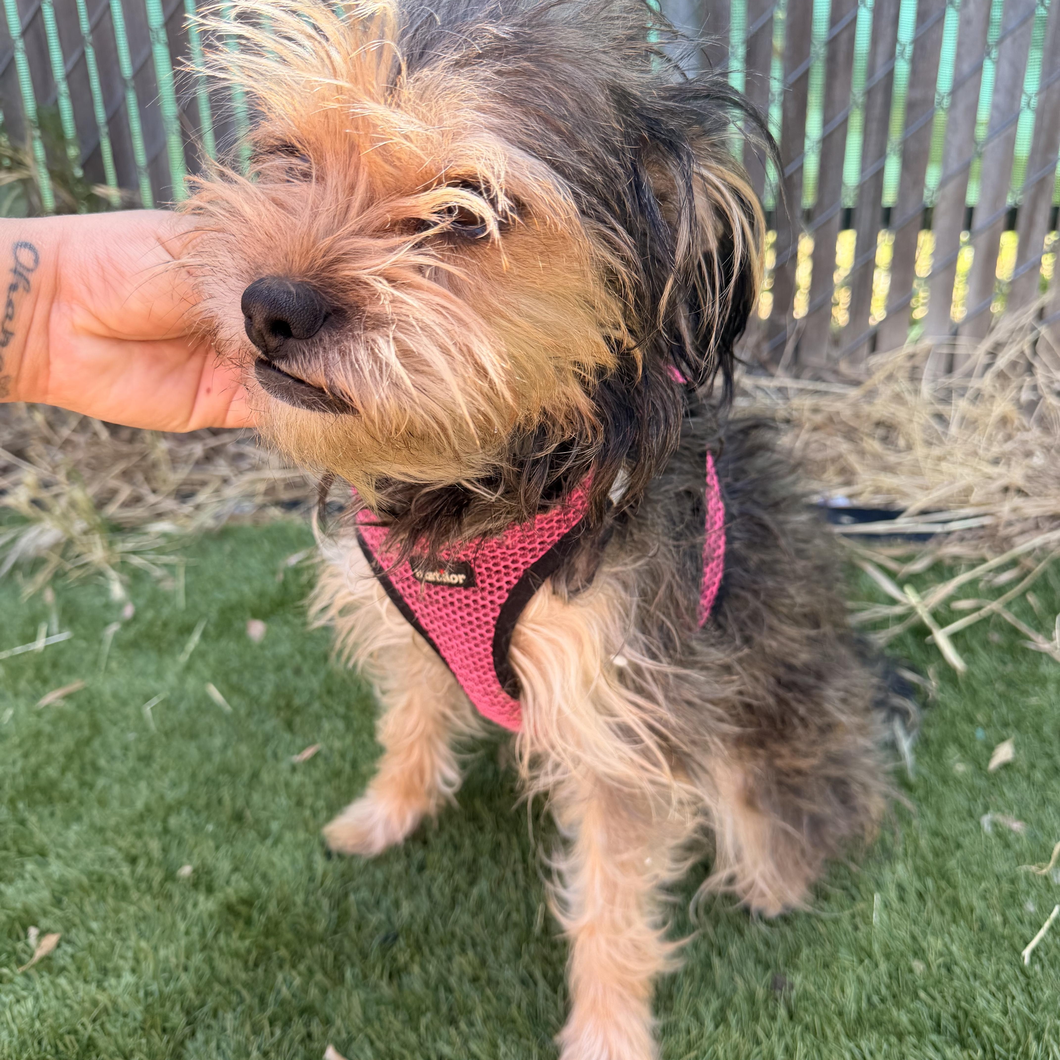 Gidget