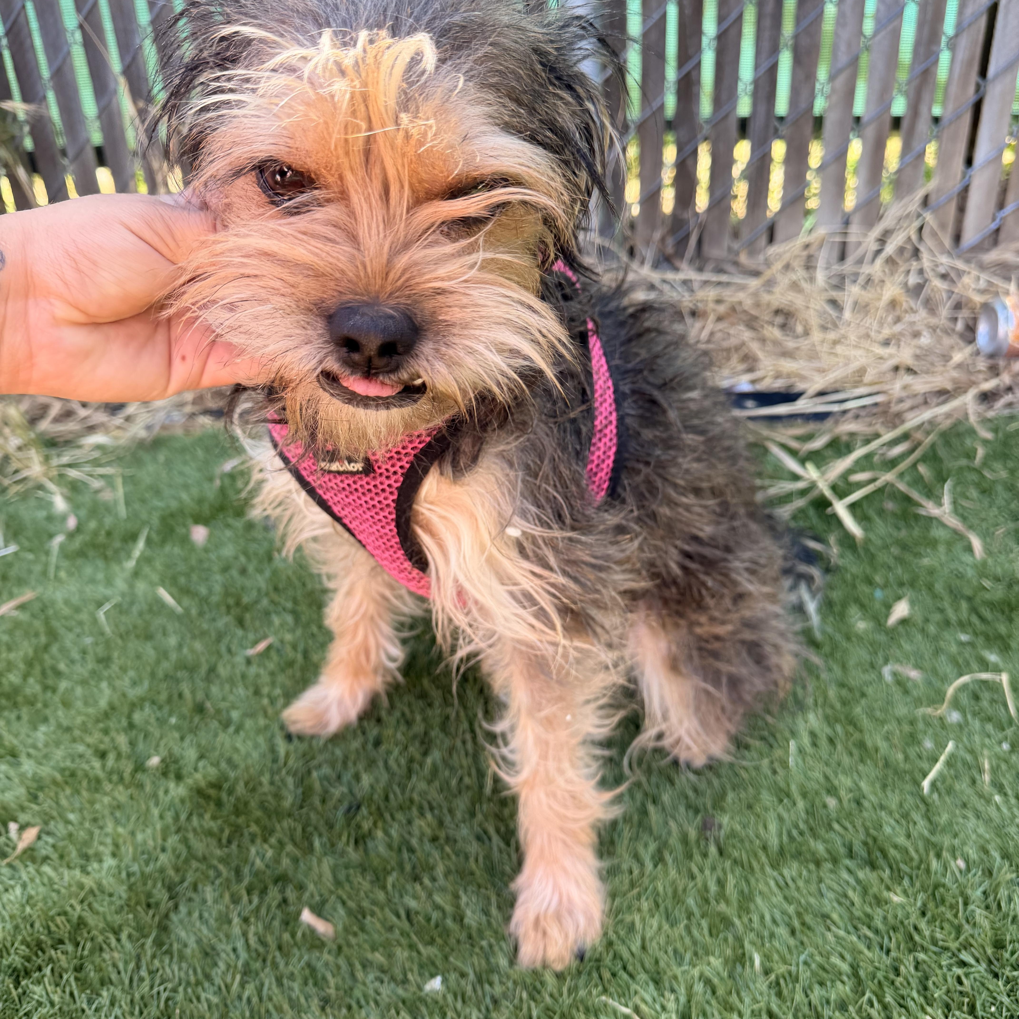 Gidget thumbnail 2