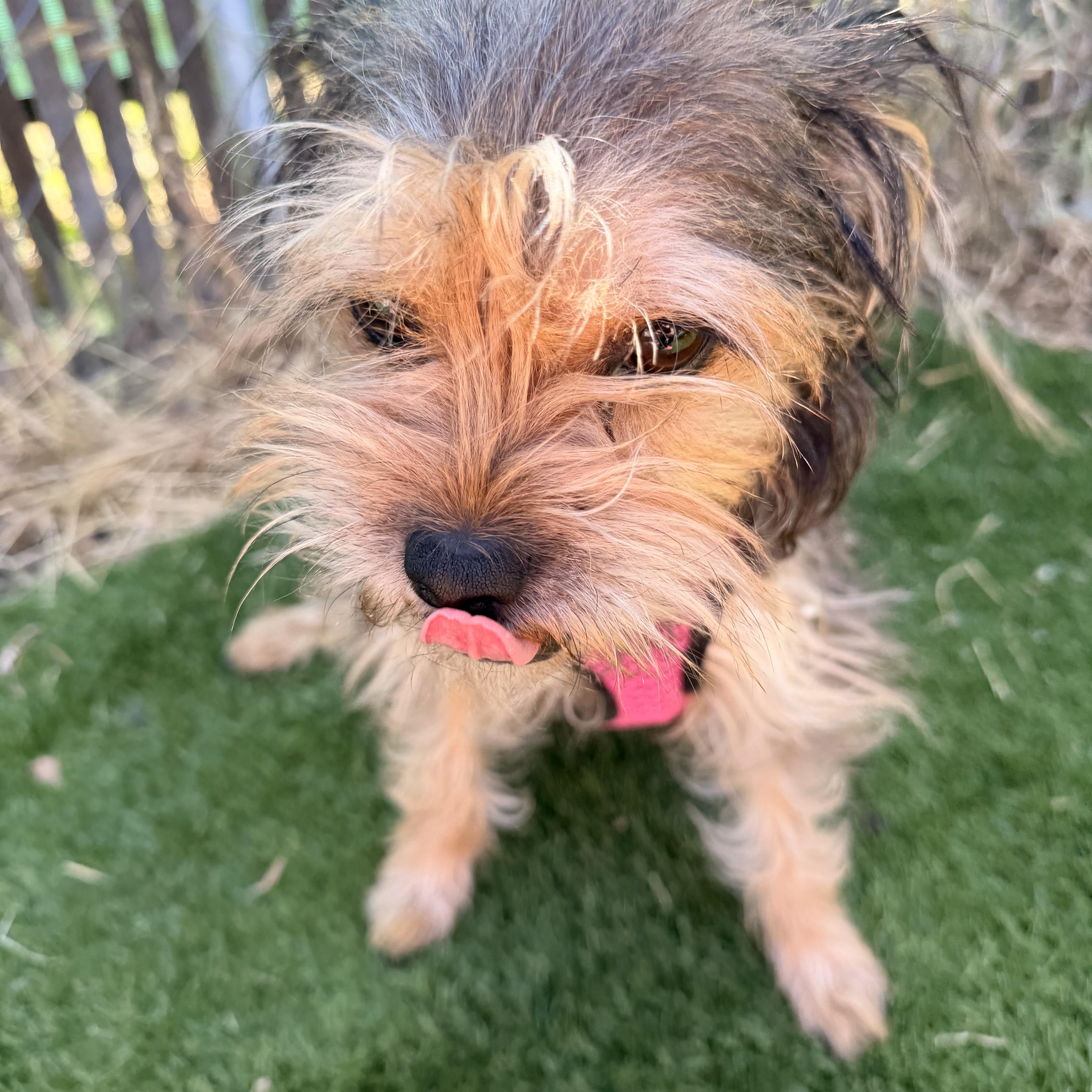 Gidget thumbnail 3