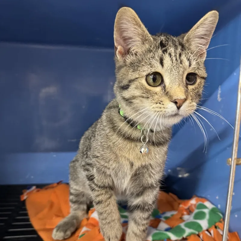 A young medium-sized male Tabby (Brown / Chocolate) Domestic Short Hair cat named Herbert for adoption in Morris, MN