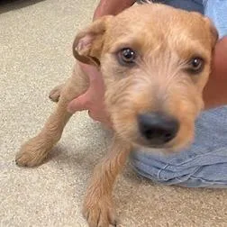 A baby medium-sized male Yellow / Tan / Blond / Fawn Cairn Terrier dog named Trevor for adoption in Buellton, CA